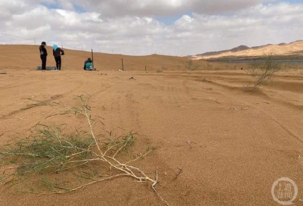 腾格里通报治沙花棒遭碾压事件,公益基地负责人:怀疑涉事越野车剪断沙漠围网 腾格里通报治沙花棒遭碾压事件,公益基地负责人:怀疑涉事越野车剪断沙漠围网