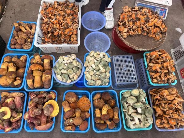 捡漏去!昆明野生菌价格“大跳水”!最低只要…… 捡漏去!昆明野生菌价格“大跳水”!最低只要……