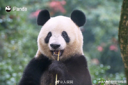 大熊猫香香亮相四川雅安