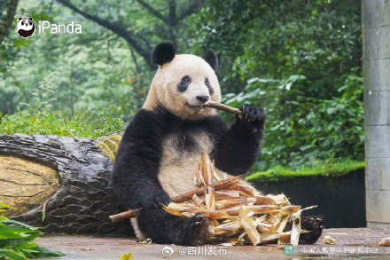 大熊猫香香正式与公众见面