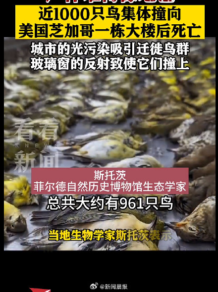 “尸体厚得像地毯”！近千只候鸟撞上芝加哥建筑后死亡