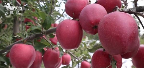 丰收气息扑面而来 “米袋子”“果盘子”“菜篮子”满满当当 丰收气息扑面而来 “米袋子”“果盘子”“菜篮子”满满当当