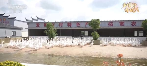 鹅鹅鹅，唱响致富歌！一只大白鹅拉动数十亿元综合产业链