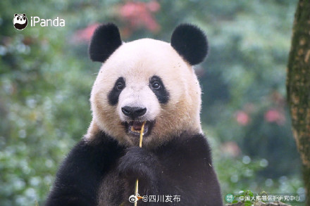 大熊猫香香正式与公众见面