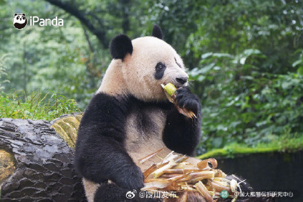 大熊猫香香正式与公众见面
