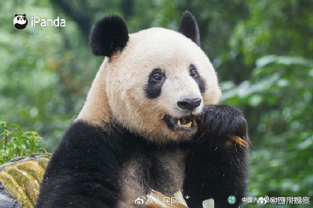 大熊猫香香亮相四川雅安