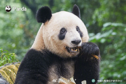 大熊猫香香正式与公众见面