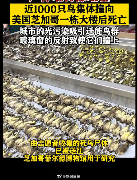 “尸体厚得像地毯”！近千只候鸟撞上芝加哥建筑后死亡