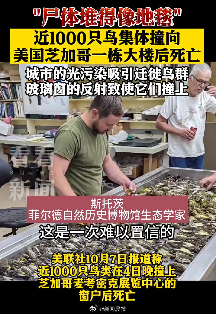 “尸体厚得像地毯”！近千只候鸟撞上芝加哥建筑后死亡