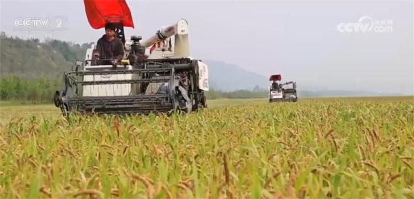 丰收气息扑面而来 “米袋子”“果盘子”“菜篮子”满满当当 丰收气息扑面而来 “米袋子”“果盘子”“菜篮子”满满当当