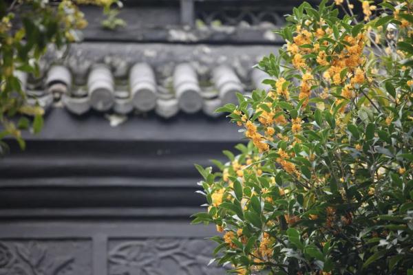 寻觅杭州亚运会的二十四节气色彩之韵！
