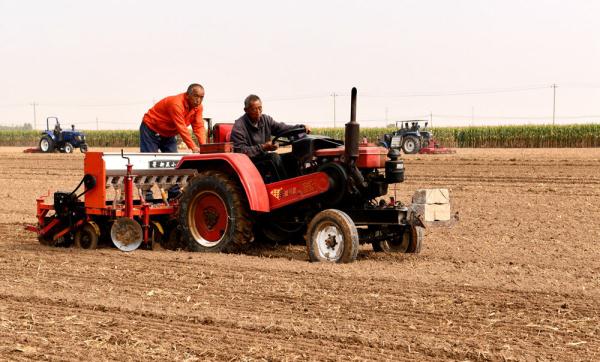 石家庄栾城：金秋农事忙