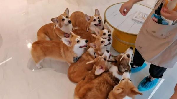 喂猫遛狗一周赚上万元,旅游越热宠物寄养越好赚 喂猫遛狗一周赚上万元,旅游越热宠物寄养越好赚