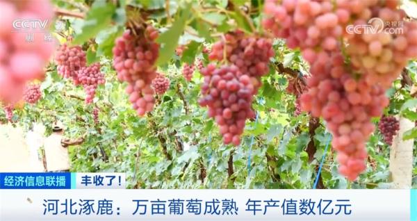 丰收气息扑面而来 “米袋子”“果盘子”“菜篮子”满满当当 丰收气息扑面而来 “米袋子”“果盘子”“菜篮子”满满当当