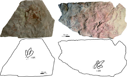 哈密翼龙动物群首次发现恐龙足迹化石