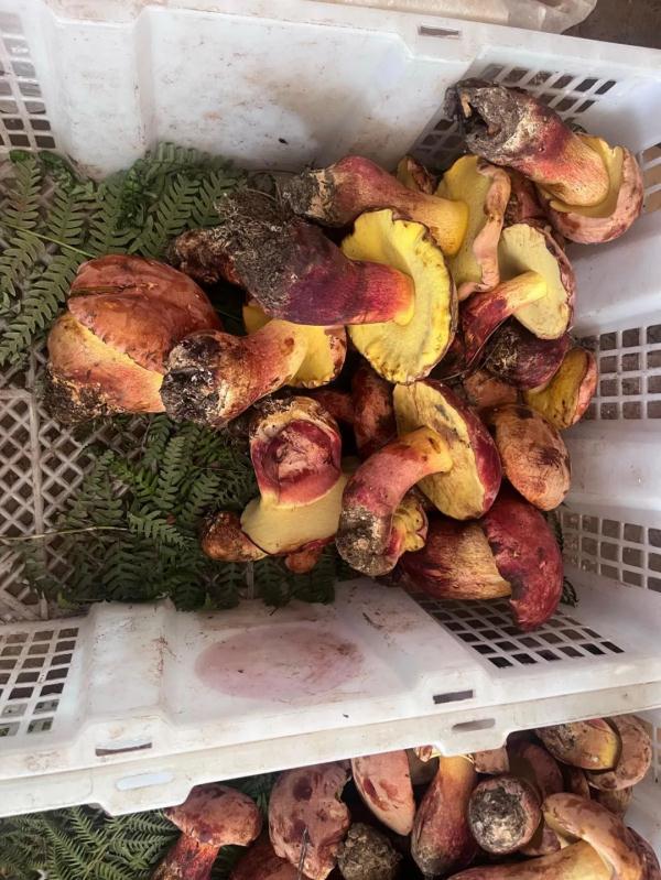 捡漏去!昆明野生菌价格“大跳水”!最低只要…… 捡漏去!昆明野生菌价格“大跳水”!最低只要……