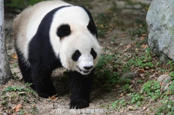 “萌兰”外婆“英英”已去世 “萌兰”外婆“英英”已去世