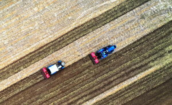 石家庄栾城：金秋农事忙