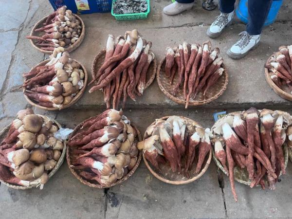 捡漏去!昆明野生菌价格“大跳水”!最低只要…… 捡漏去!昆明野生菌价格“大跳水”!最低只要……