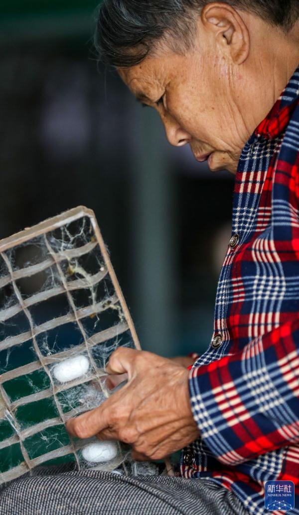 四川宜宾:蚕茧迎丰收 四川宜宾:蚕茧迎丰收