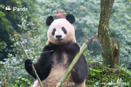 大熊猫香香亮相四川雅安