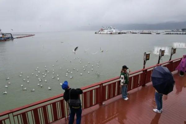 500多只!“先头部队”已抵昆?鸟协专家这样说…… 500多只!“先头部队”已抵昆?鸟协专家这样说……