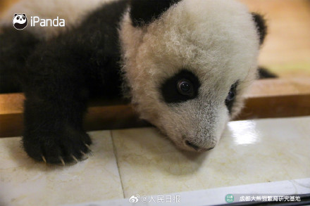 可爱!熊猫宝宝的眼睛太亮了 可爱!熊猫宝宝的眼睛太亮了