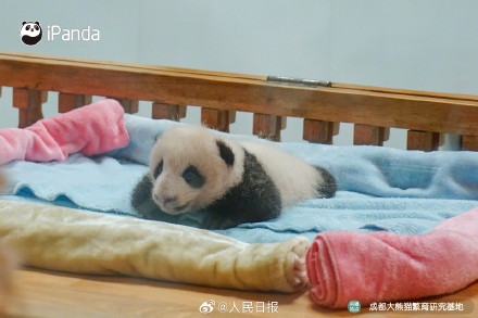 可爱!熊猫宝宝的眼睛太亮了 可爱!熊猫宝宝的眼睛太亮了