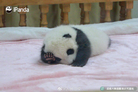 可爱!熊猫宝宝的眼睛太亮了 可爱!熊猫宝宝的眼睛太亮了