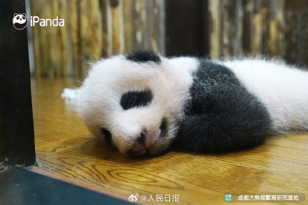 可爱!熊猫宝宝的眼睛太亮了 可爱!熊猫宝宝的眼睛太亮了
