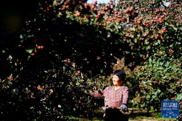 河北清河:山楂丰收 河北清河:山楂丰收