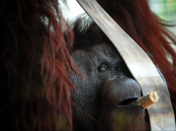 上海动物园最年长猩猩森泰离世终年45岁相当于人类90岁高龄