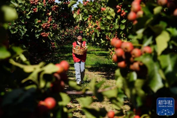 河北清河:山楂丰收 河北清河:山楂丰收