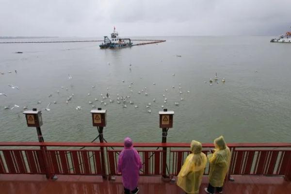 500多只!“先头部队”已抵昆?鸟协专家这样说…… 500多只!“先头部队”已抵昆?鸟协专家这样说……