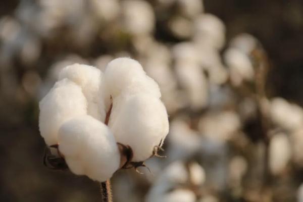 一张洗脸巾，背后有什么套路？