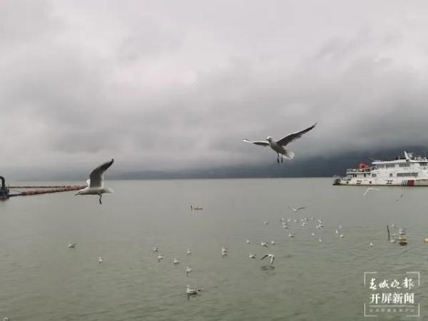 500多只!“先头部队”已抵昆?鸟协专家这样说…… 500多只!“先头部队”已抵昆?鸟协专家这样说……