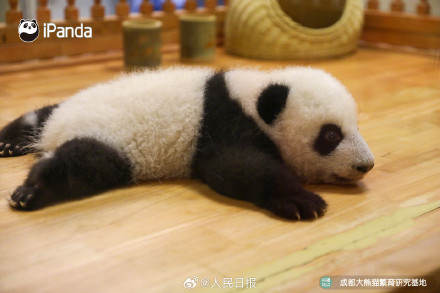 可爱!熊猫宝宝的眼睛太亮了 可爱!熊猫宝宝的眼睛太亮了