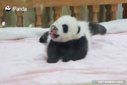 可爱!熊猫宝宝的眼睛太亮了 可爱!熊猫宝宝的眼睛太亮了