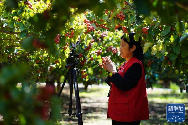 河北清河:山楂丰收 河北清河:山楂丰收