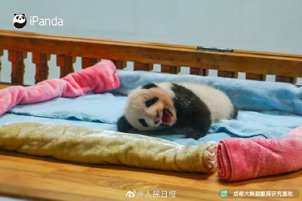 可爱!熊猫宝宝的眼睛太亮了 可爱!熊猫宝宝的眼睛太亮了