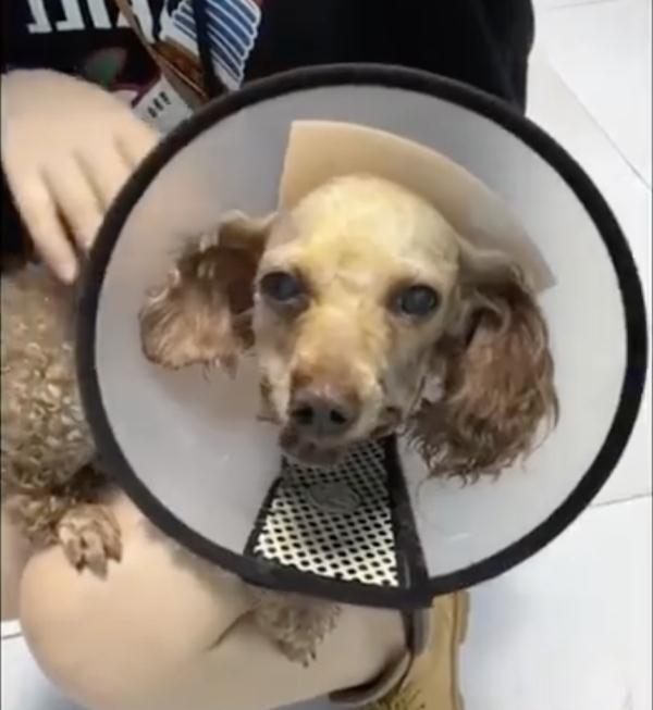 狗狗牙齿被掰断，竟是11岁女孩下的手，称“想看狗会不会咬断自己舌头”