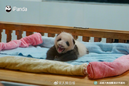 可爱!熊猫宝宝的眼睛太亮了 可爱!熊猫宝宝的眼睛太亮了