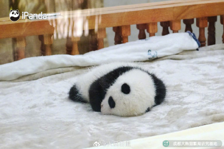 可爱!熊猫宝宝的眼睛太亮了 可爱!熊猫宝宝的眼睛太亮了
