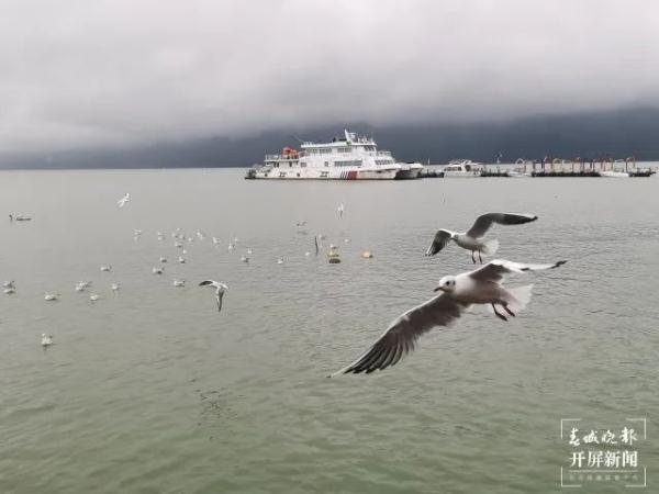 500多只!“先头部队”已抵昆?鸟协专家这样说…… 500多只!“先头部队”已抵昆?鸟协专家这样说……