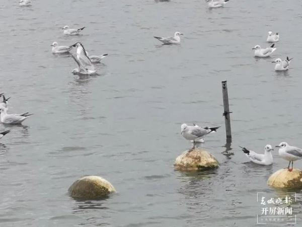 500多只!“先头部队”已抵昆?鸟协专家这样说…… 500多只!“先头部队”已抵昆?鸟协专家这样说……