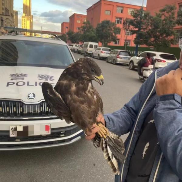 凤头蜂鹰不慎“坠落” 警民联手救助“脱险”