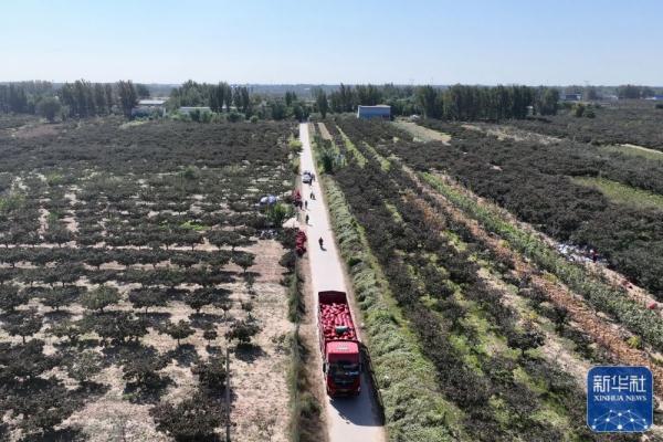 河北清河:山楂丰收 河北清河:山楂丰收