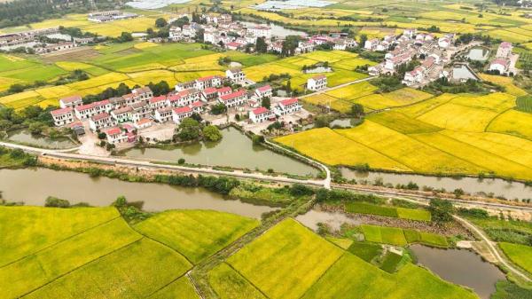 当高铁遇上金黄的稻田 | 新华每日播报特刊