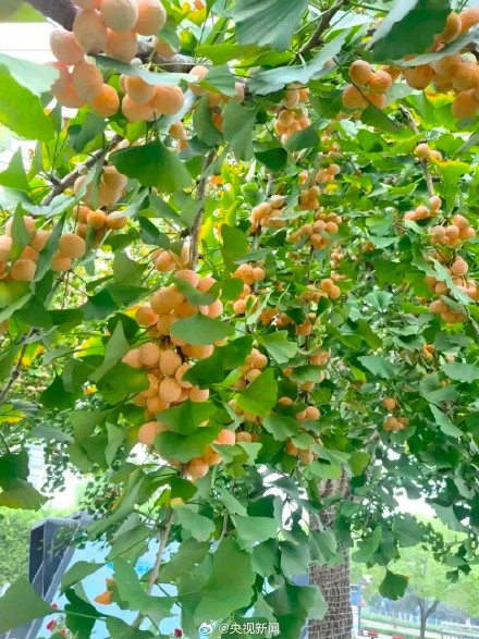 扩散提醒！小心中毒！路边掉落的银杏果不要乱碰乱吃