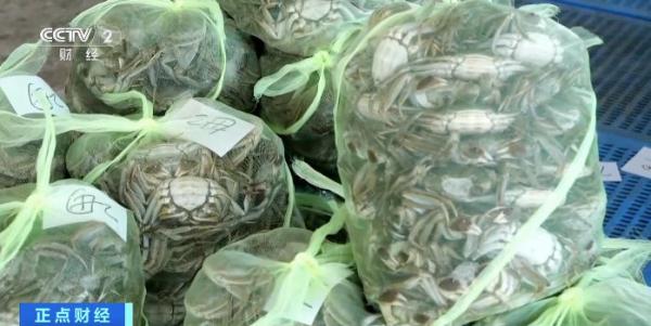 “错峰”吃蟹正当时！节后螃蟹身价落，规格越大降越多